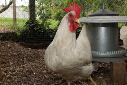 Cómo elegir razas de gallinas (III) Razas ponedoras