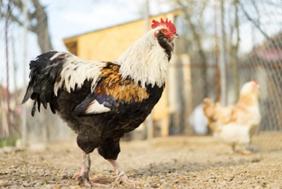 Cómo elegir razas de gallinas (IV) Razas de doble aptitud
