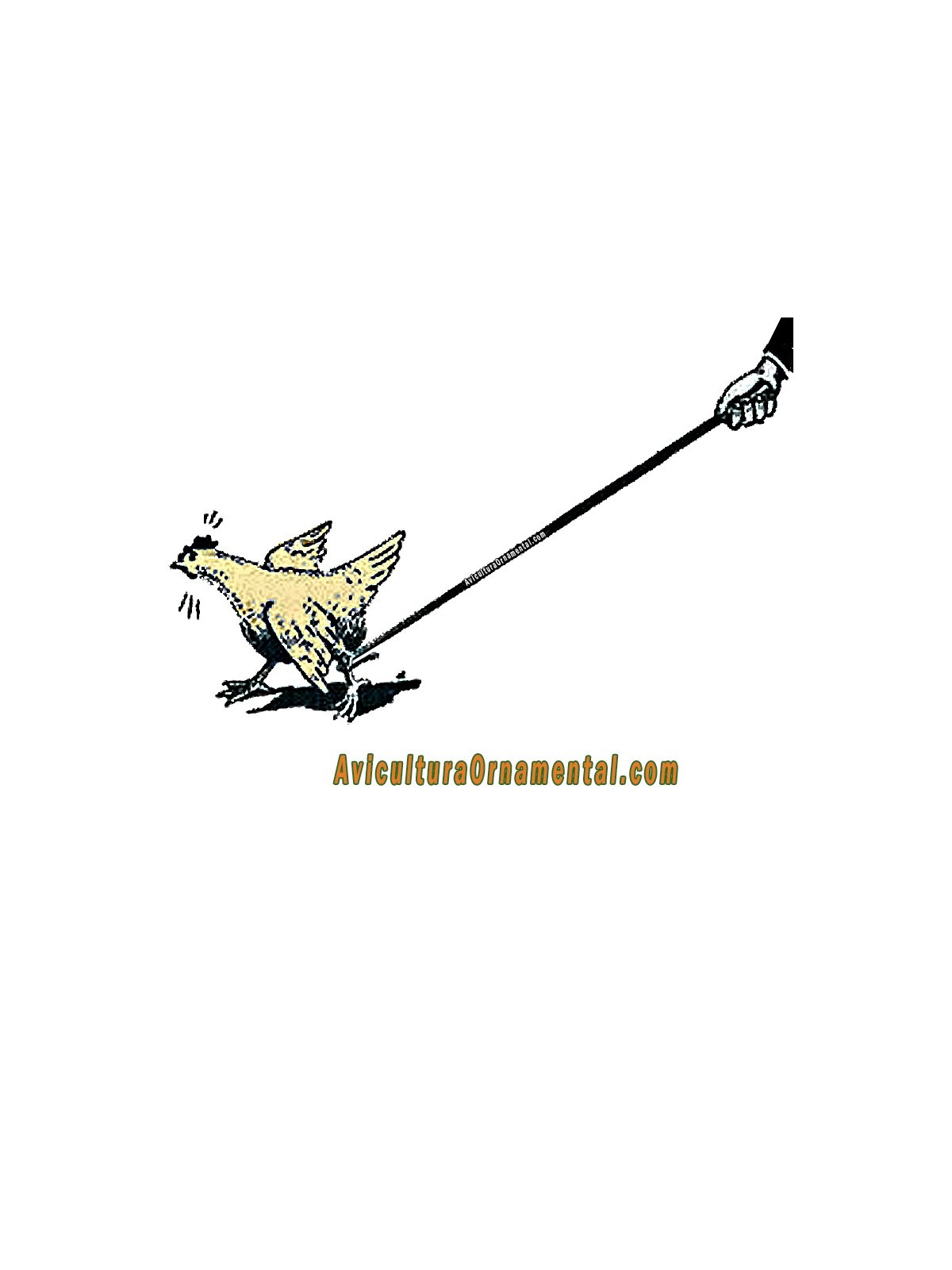 Gancho de captura de aves de corral