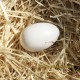 Huevos falsos de oca o ganso