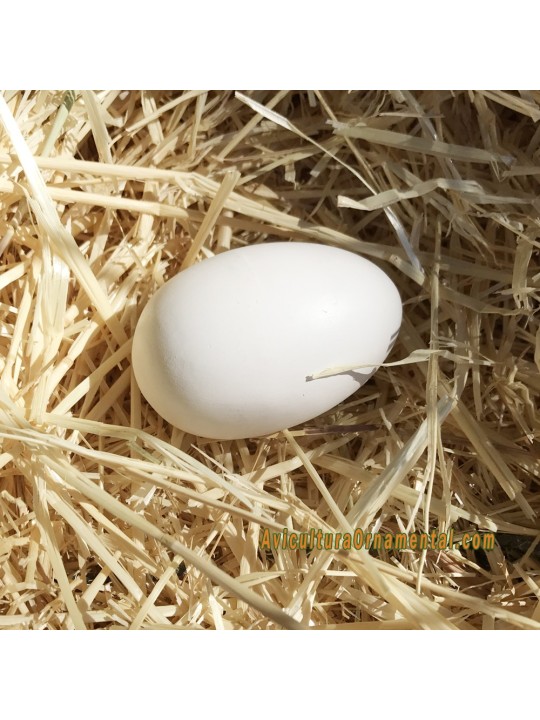 Huevos falsos de oca o ganso