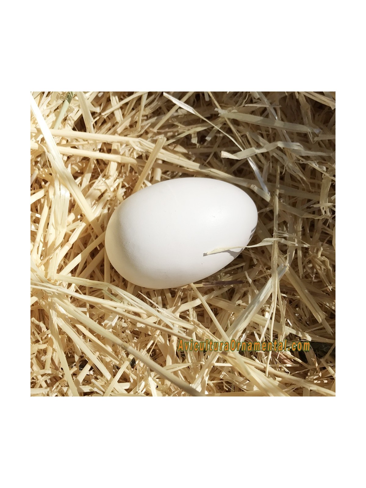 Huevos falsos de oca o ganso