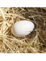 Huevos falsos de oca o ganso