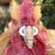 Anillas antipicaje en C en gallinas