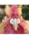 Anillas antipicaje en C en gallinas