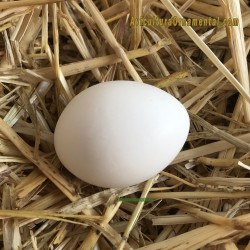 Huevos falsos de Bantam o gallina enana