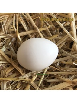 Huevos falsos de Bantam o gallina enana
