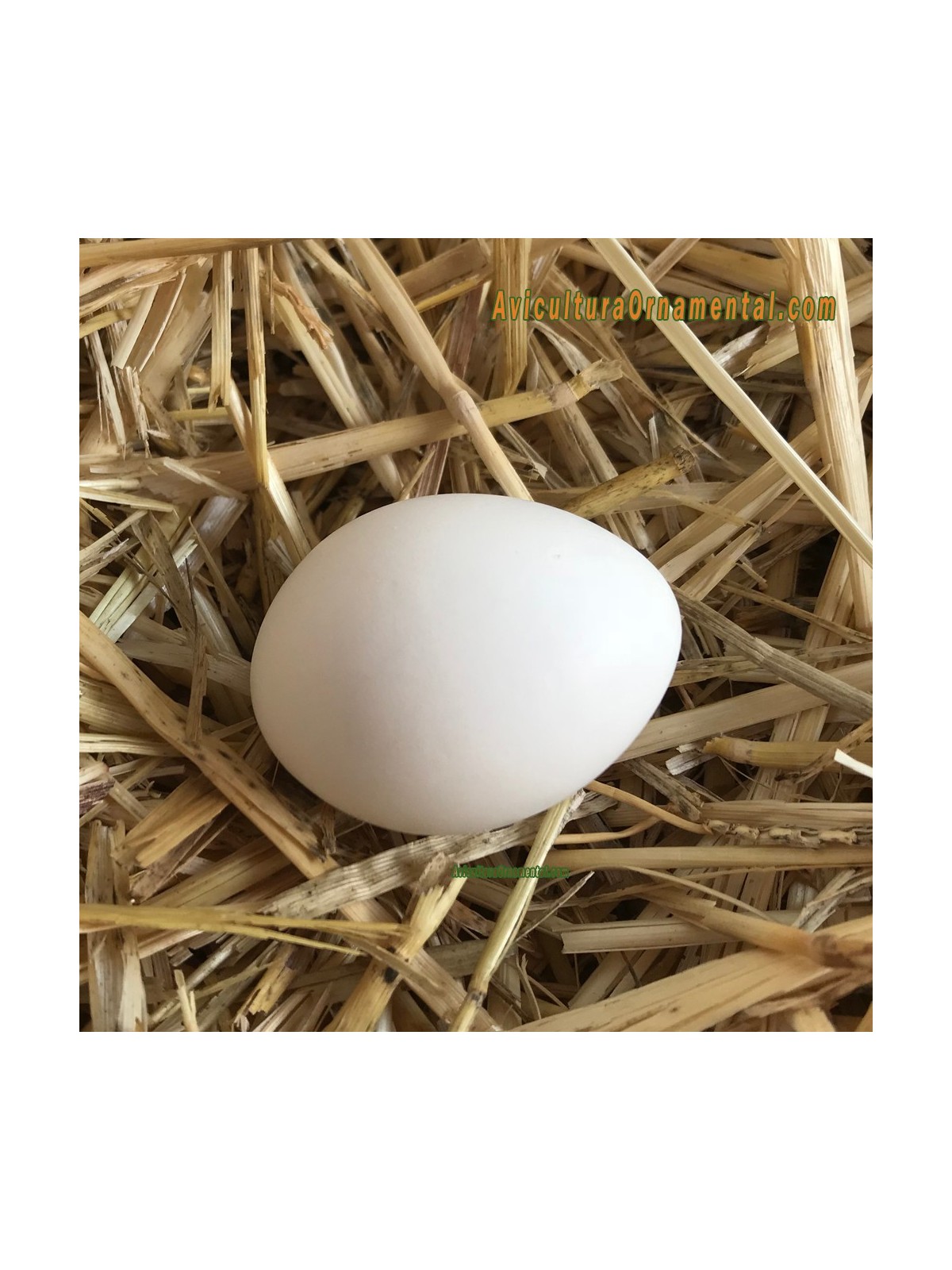 Huevos falsos de Bantam o gallina enana