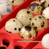 Incubadora Automática ET 24