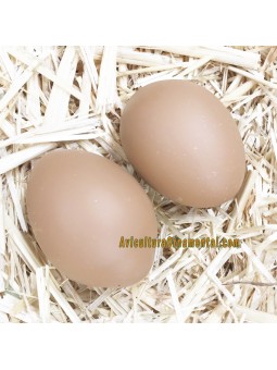 Huevos falsos antipicaje cerámica para gallinas ponedoras