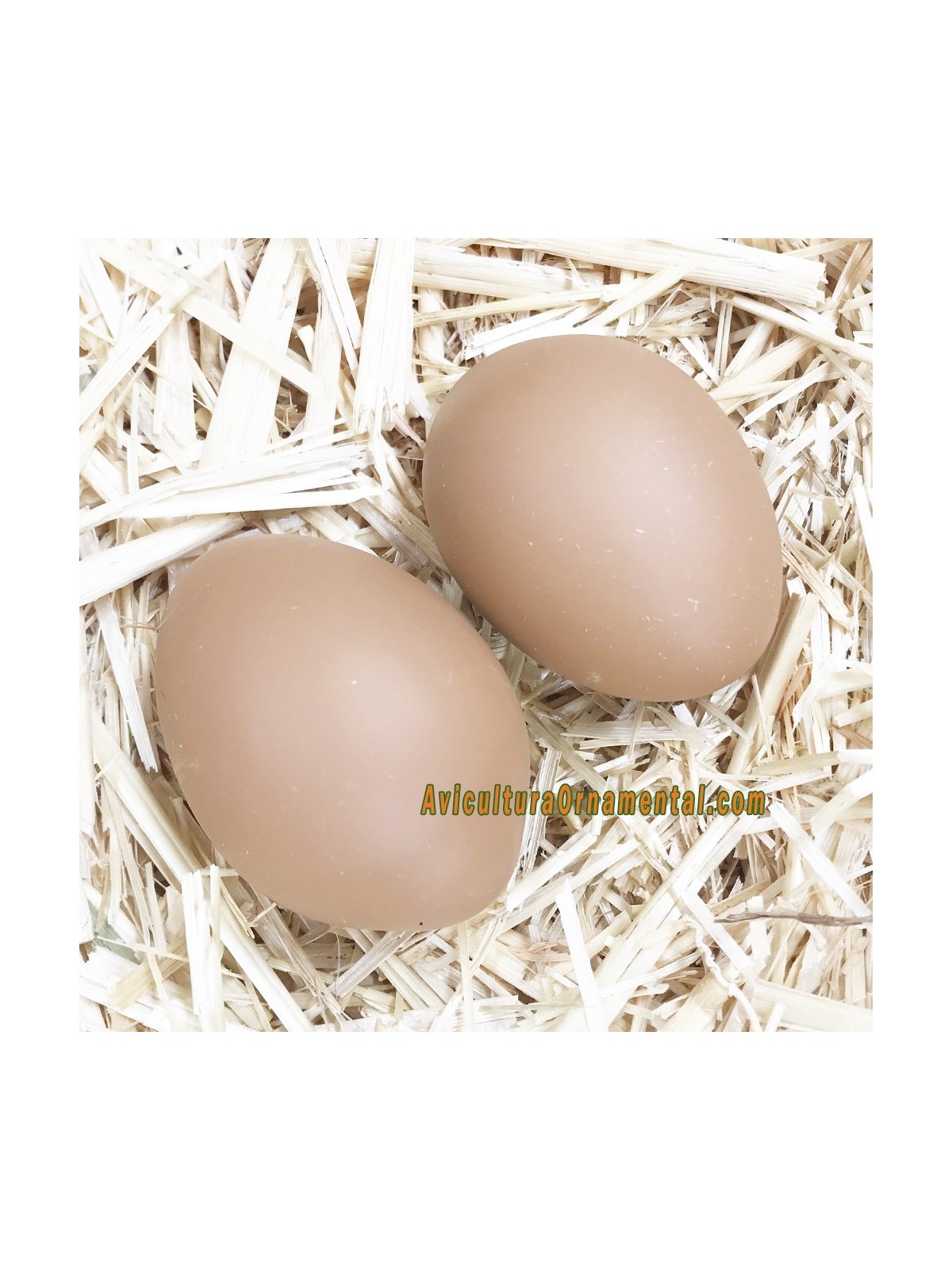 Huevos falsos antipicaje cerámica para gallinas ponedoras