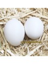 Huevos falsos antipicaje cerámica para gallinas ponedoras