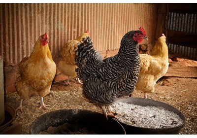 Cómo elegir razas de gallinas