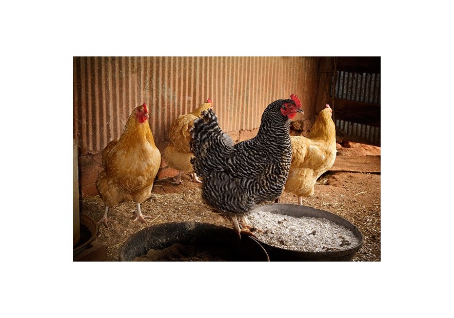Cómo elegir razas de gallinas