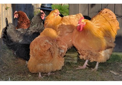 Cómo elegir razas de gallinas (II) Razas de carne
