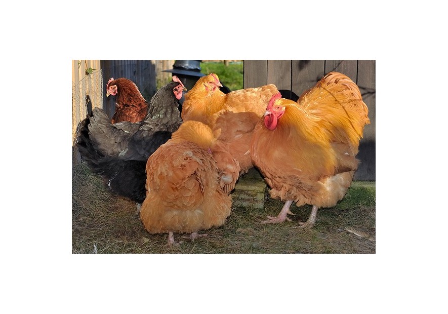 Cómo elegir razas de gallinas (II) Razas de carne
