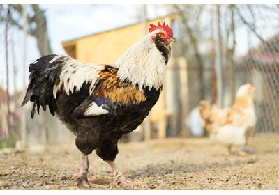 Cómo elegir razas de gallinas (IV) Razas de doble aptitud