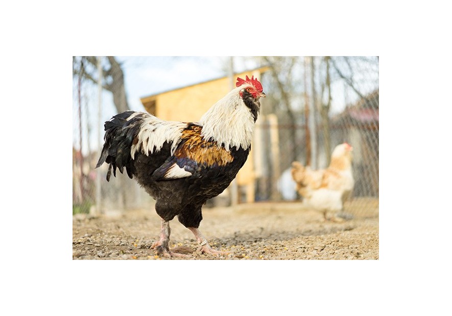 Cómo elegir razas de gallinas (IV) Razas de doble aptitud