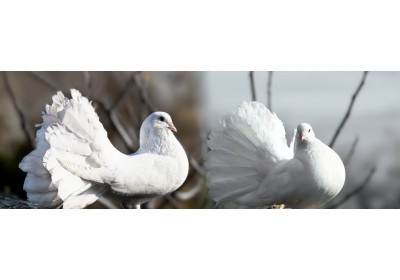 Concurso Internacional de Aves de Raza Ciutat de Valls
