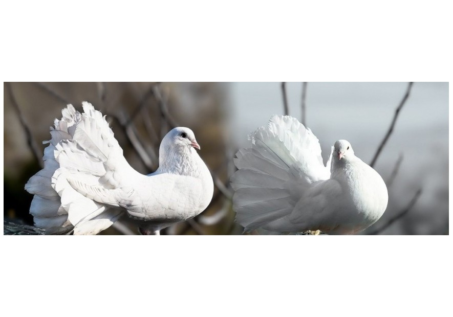 Concurso Internacional de Aves de Raza Ciutat de Valls