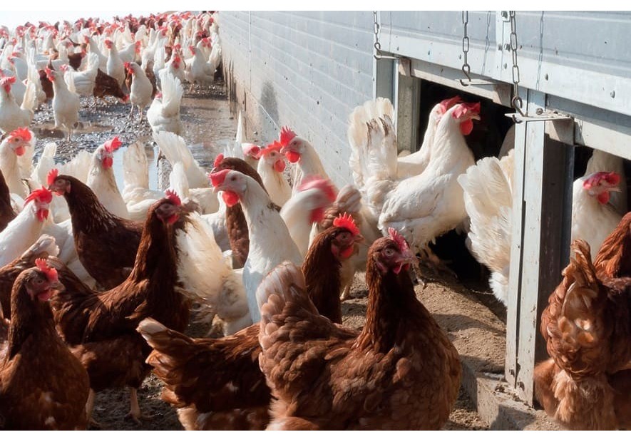 La luz, condicionante productivo en las aves