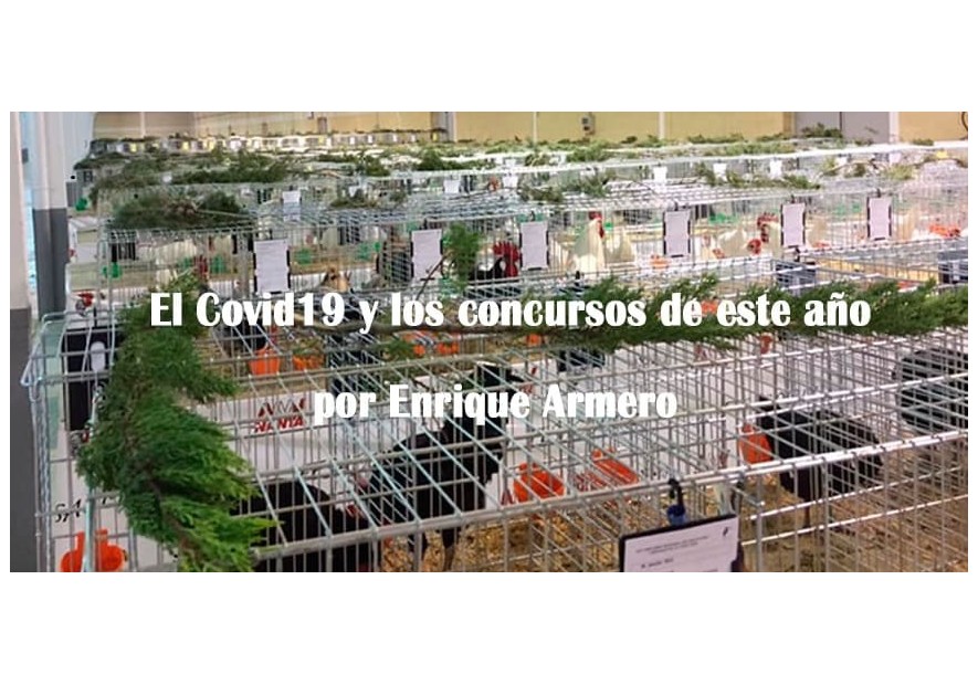 El Covid19 y los concursos de este año 2020