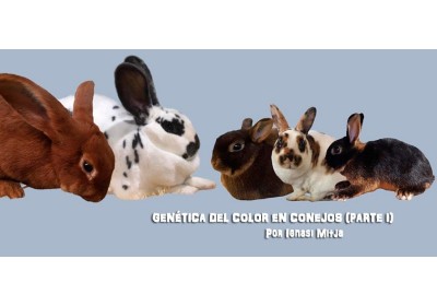 Genética del color en conejos (Parte I)