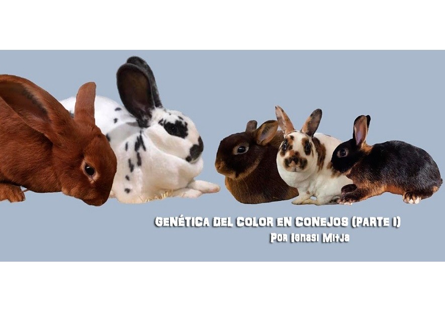 Genética del color en conejos (Parte I)