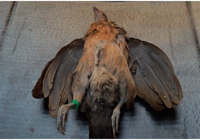 Necropsia de aves (Parte I)