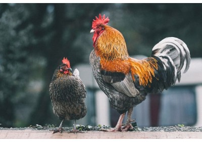 A vista de Juez (Parte I) - Enjuiciamiento de aves