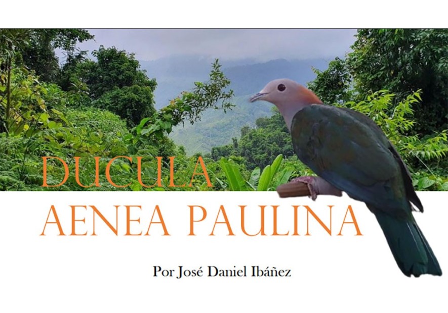 Ducula Aenea Paulina