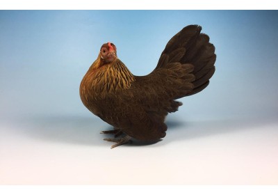 En busca de la foto perfecta de tus aves image