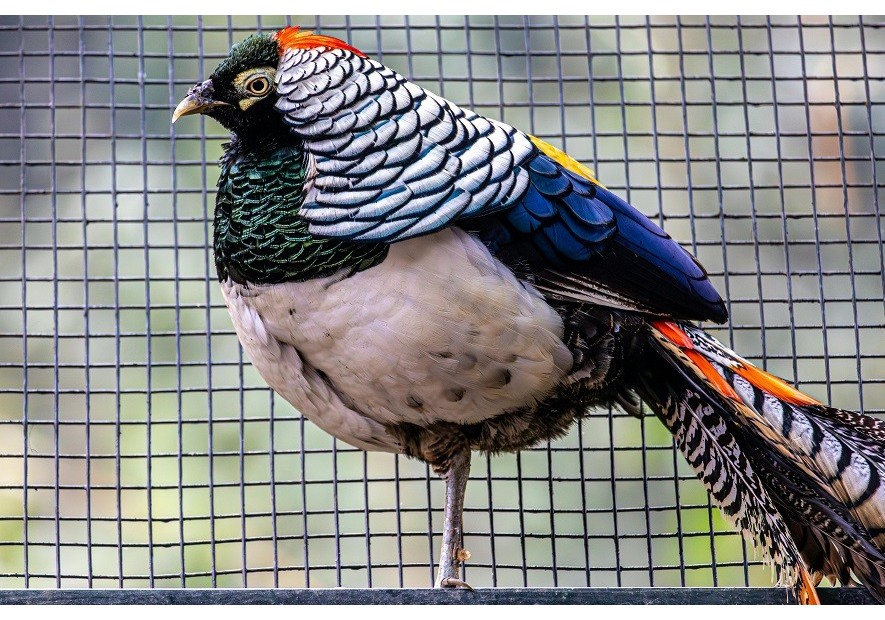 A vista de Juez (Parte III) - Enjuiciamiento de aves