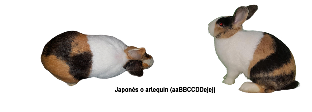 Conejo color japonés o arlequín