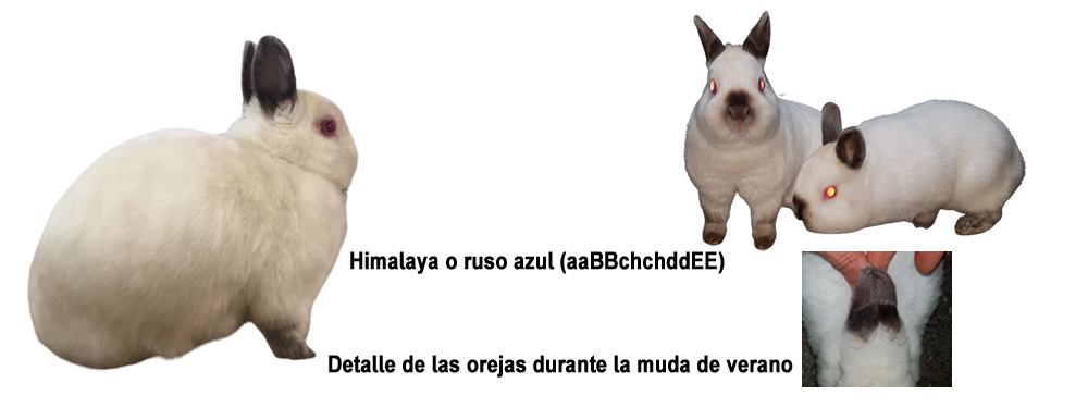 Conejo himalaya o ruso azul