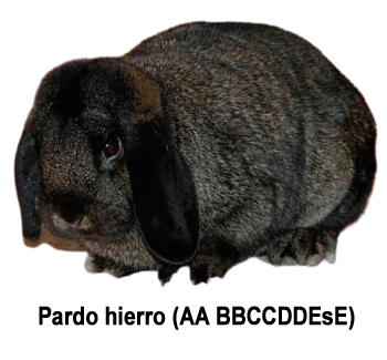 Conejo pardo hierro