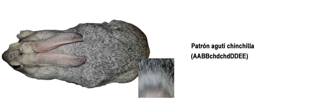 Conejo patrón agutí chinchilla
