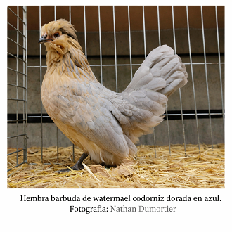 Gallina barbuda de watermael codorniz dorada en  azul