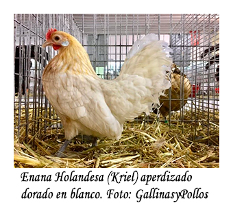 Gallina holandesa enana (kriel) aperdizado dorado en blanco