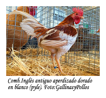 Gallo combatiente inglés antiguo aperdizado dorado en blanco