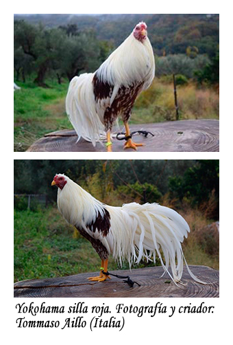 Gallo yokohama silla roja