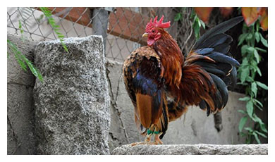 Foto aves de corral gallinas
