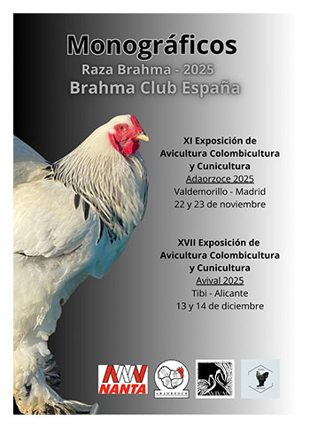 Monográfico raza Brahma