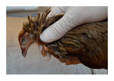 necropsia autopsia de aves