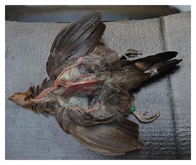 Necropsia de aves cadera
