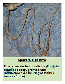 necropsia aves coccidiosis
