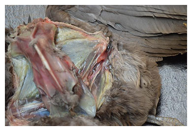 Necropsia aves detalle ubicación