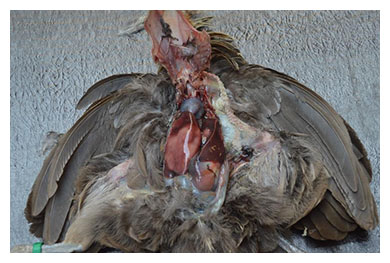 Necropsia de aves extracción de higado