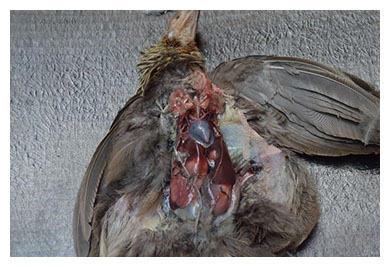 Necropsia aves higado2
