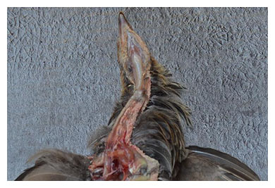 Necropsia aves higado3
